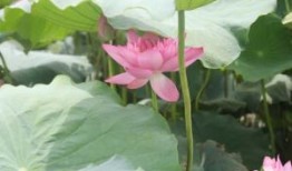 家庭风水100个禁忌：细节决定成败，营造幸福居家氛围